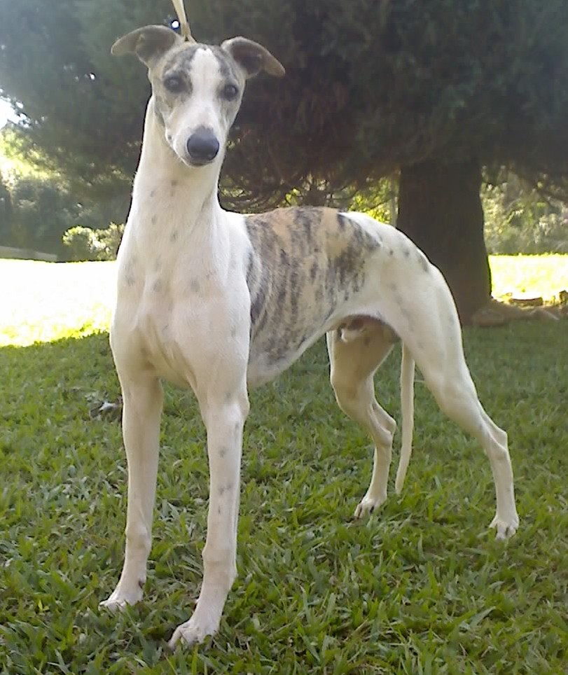 Sto Alberto's Refference Point - Ralph Whippet